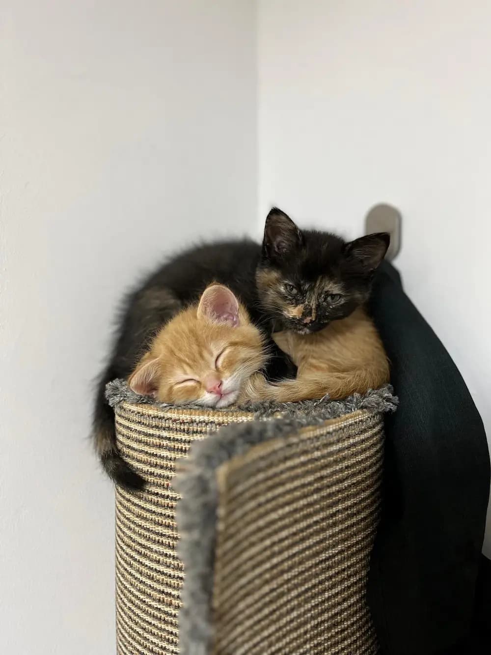 Mis gatos